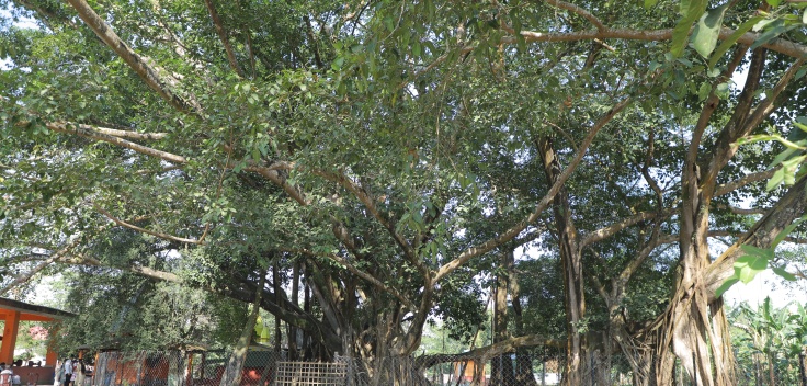 BataBriksha